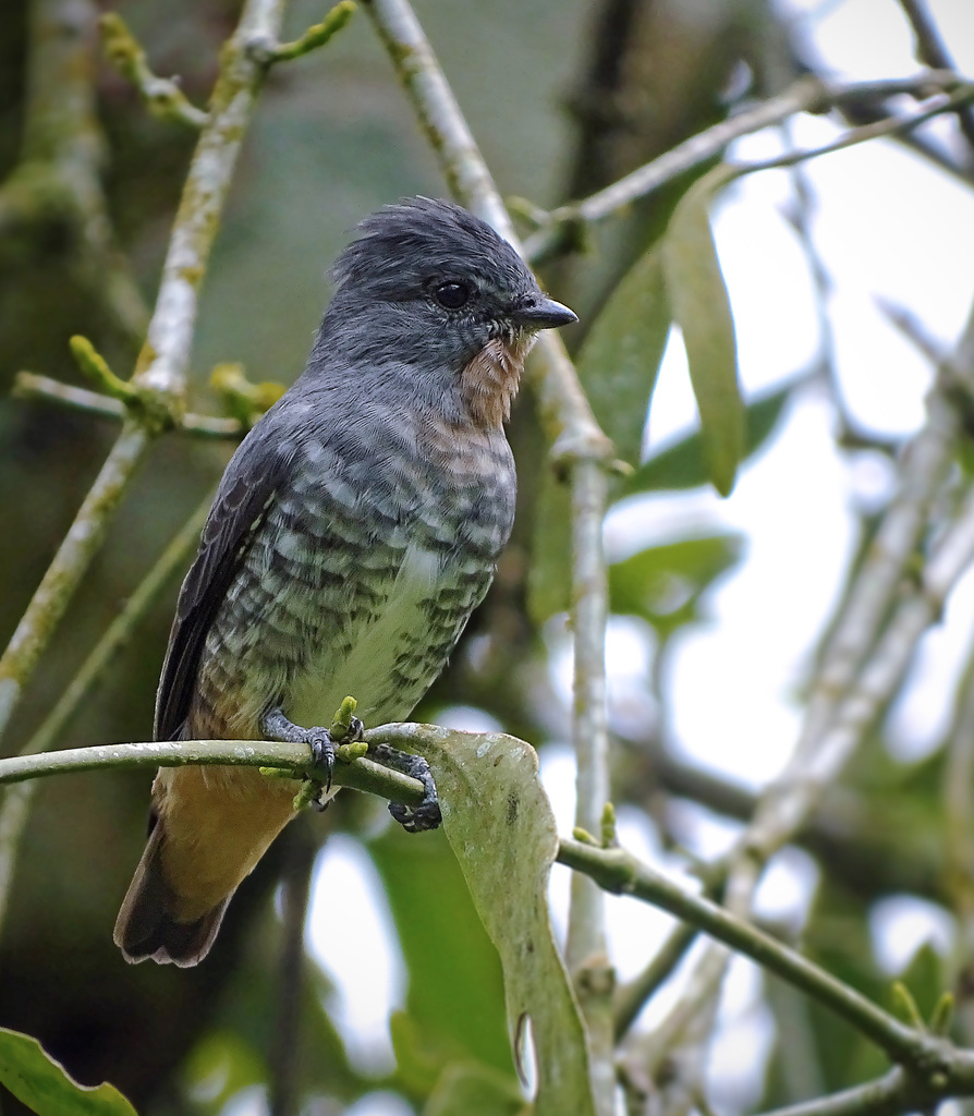 foto-anambezinho-iodopleura-pipra-por-aisse-gaertner-wiki-aves-a