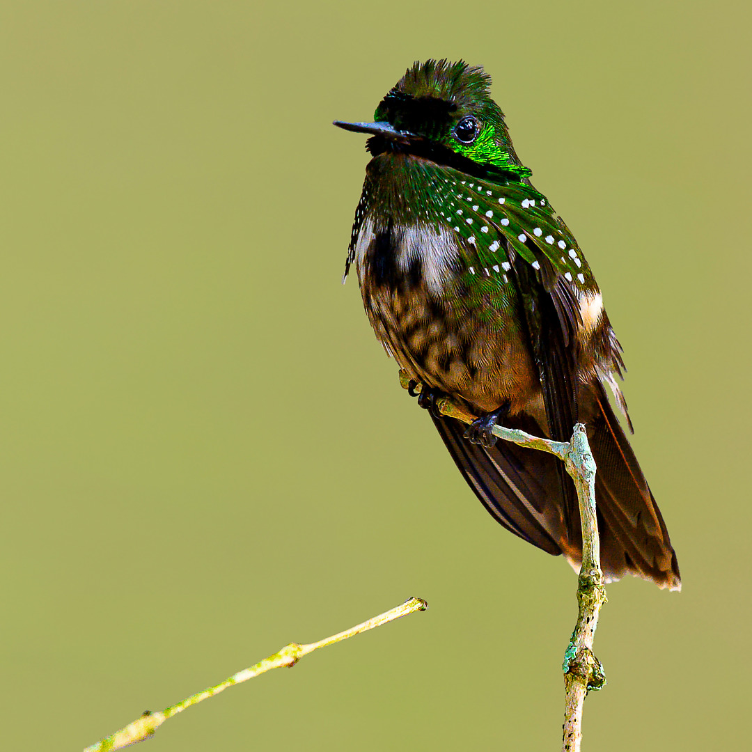 foto-topetinho-verde-lophornis-chalybeus-por-jos-rondon-wiki-aves