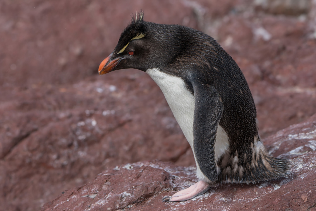 foto-pinguim-de-penacho-amarelo-eudyptes-chrysocome-por-marco-guedes