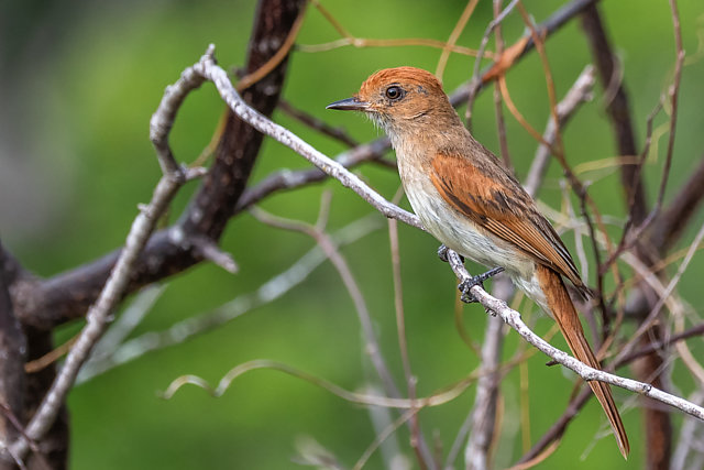 Foto caneleiroenxofre (Casiornis fuscus) Por Eugênio Oliveira Wiki