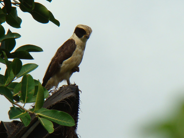 Foto acauã (Herpetotheres cachinnans) Por Fernando Flores Wiki Aves