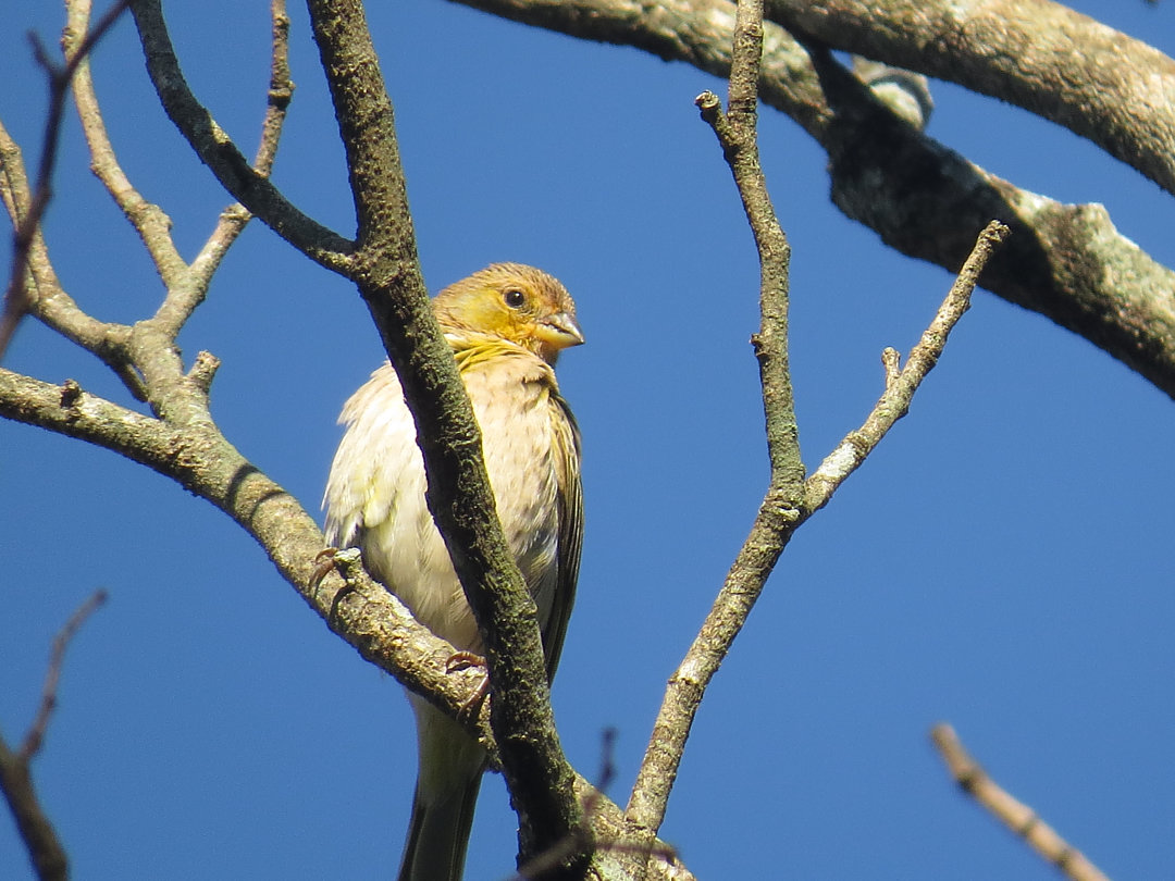 foto-can-rio-da-terra-sicalis-flaveola-por-rafael-unfer-wiki-aves