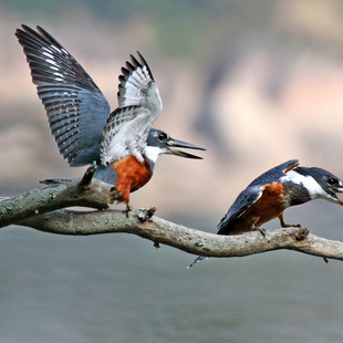 Alcedinidae WikiAves A Enciclop dia Das Aves Do Brasil Alcedinidae WikiAves A Enciclop dia Das Aves Do Brasil