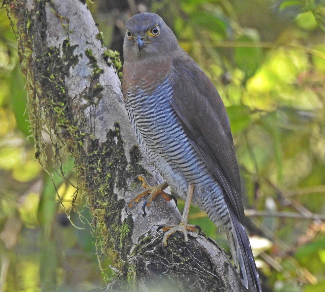 Foto Falc o cabur Micrastur Ruficollis Por Jorge Gorges 2 Wiki foto-falc-o-cabur-micrastur-ruficollis-por-jorge-gorges-2-wiki