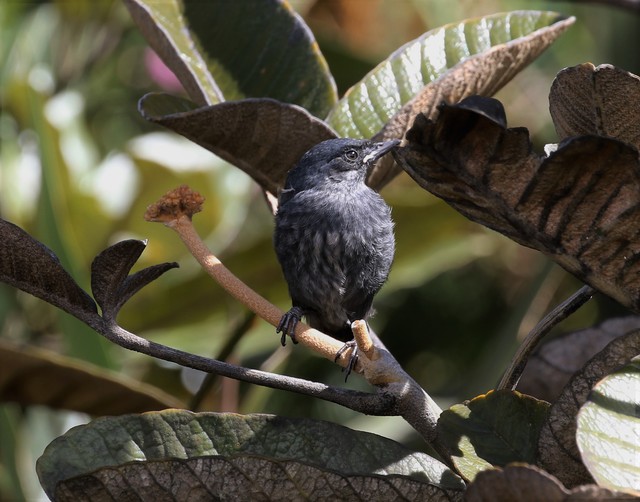 Foto (Diglossa major) Por Viviane Luccia Wiki Aves