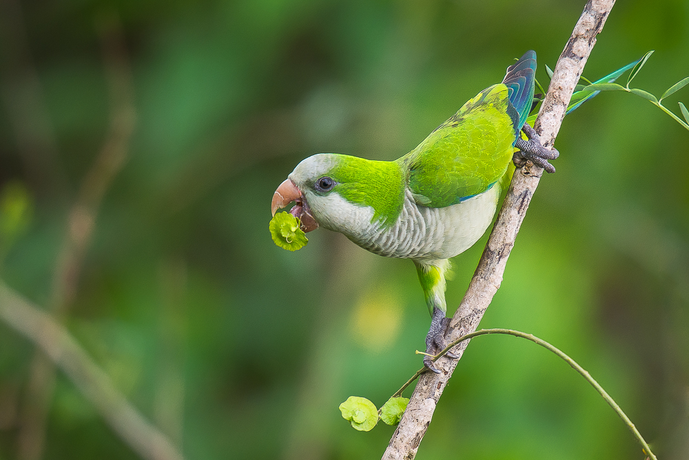 Foto caturrita (Myiopsitta monachus) Por Celso B Almeida Wiki Aves
