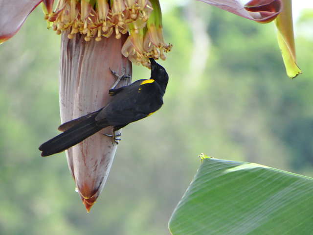 Foto inhapim (Icterus cayanensis) Por Ademir Mascarello | Wiki Aves - A ...