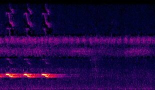 Som formigueirodegoeldi (Akletos goeldii) Por Luciano Bernardes