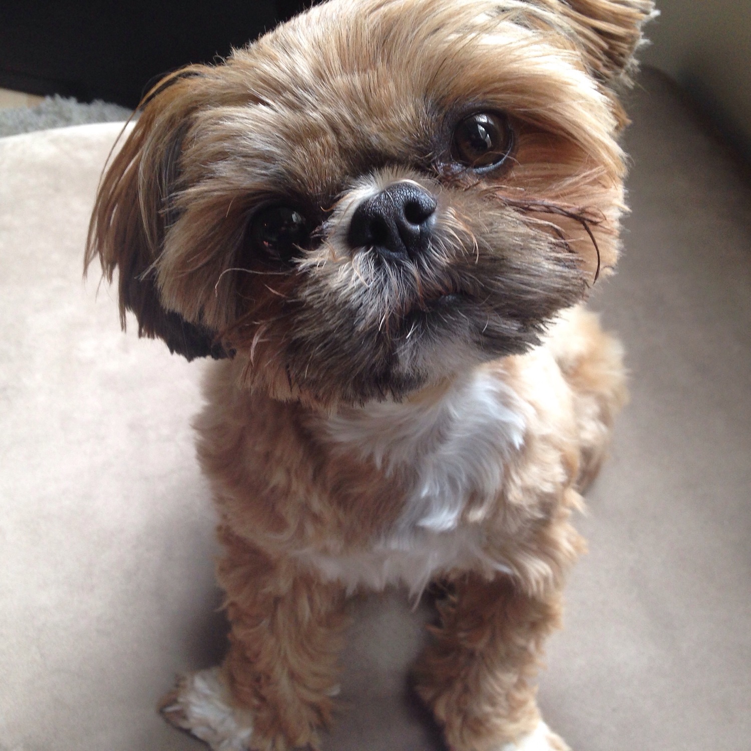 all dog picture with name