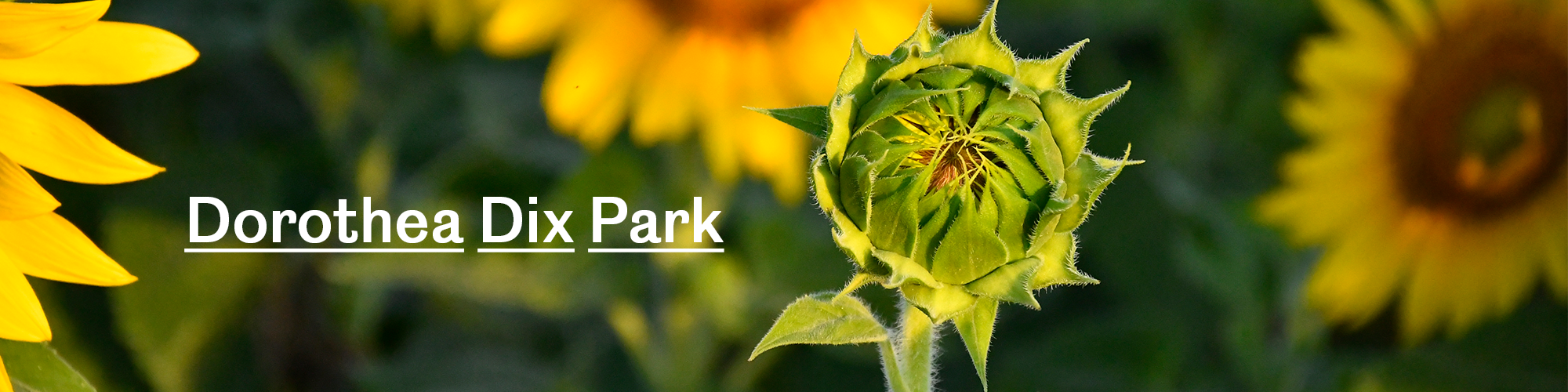 Dix Park Sunflower Memories