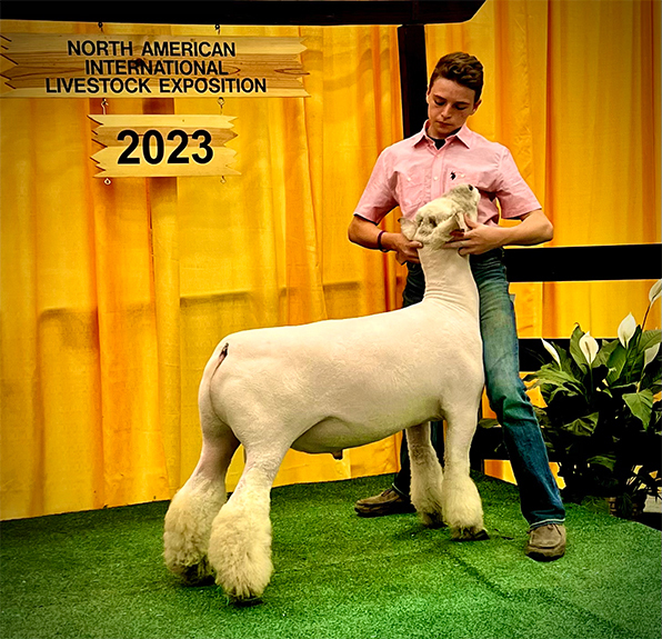 2023 ASBA Ram of the Year American Southdown Breeders Association
