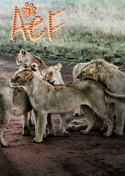 Animales en familia_poster