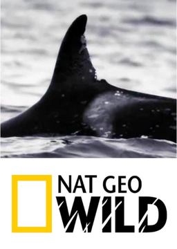 National Geographic WILD_poster