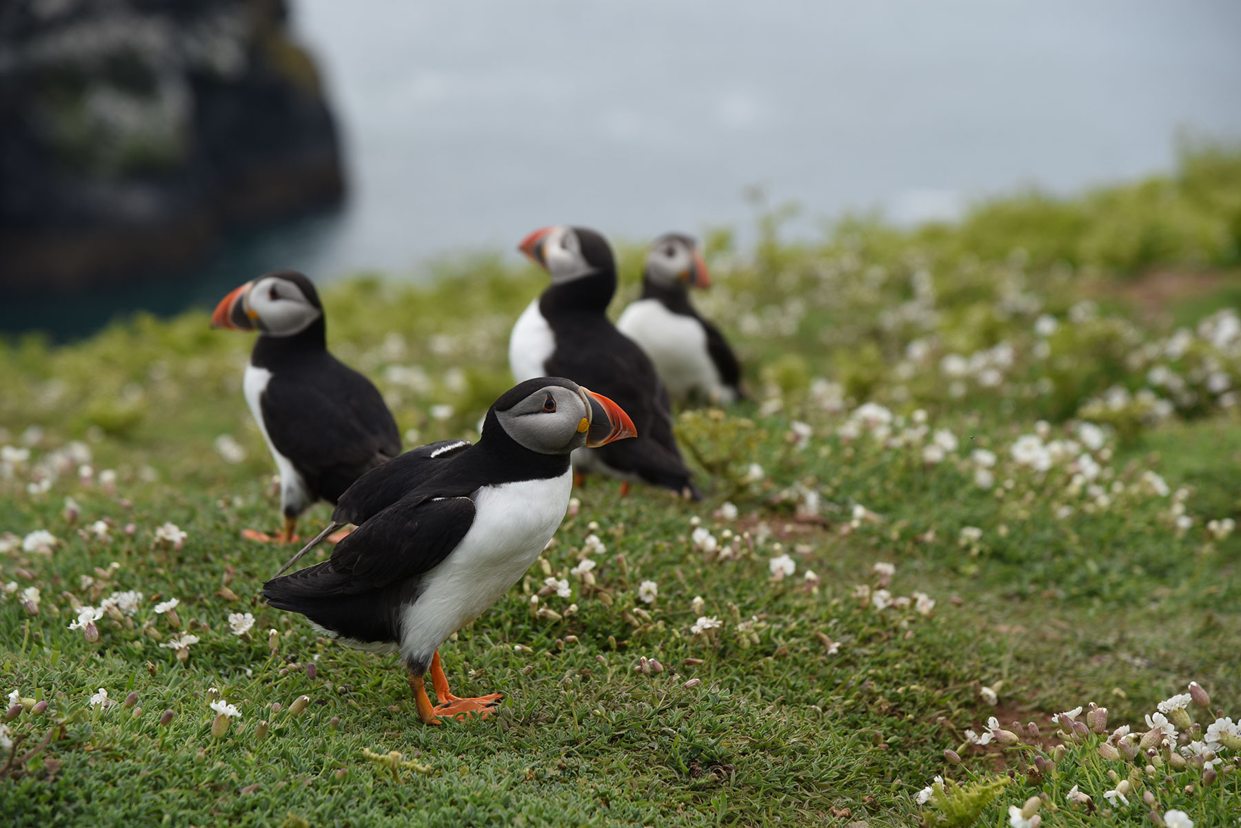 47.-Puffins-on-Skomer 47.-Puffins-on-Skomer