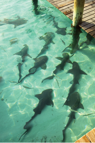 shark shark