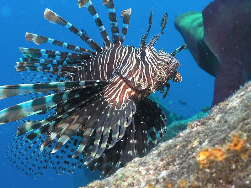 Lionfish-SebastianWallroth-WikimediaCommons Lionfish-SebastianWallroth-WikimediaCommons
