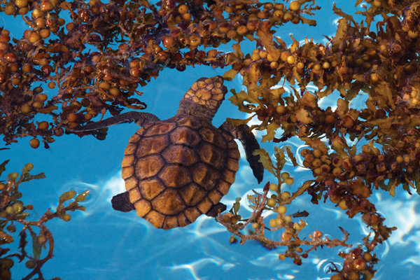 MW_SeaTurtle-Credit-PamWinegar MW_SeaTurtle-Credit-PamWinegar