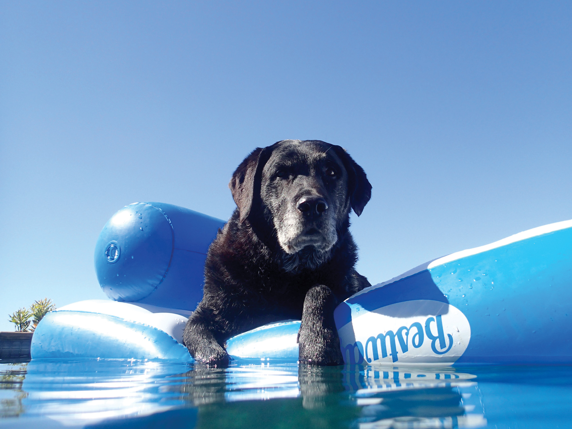 Simon’s dog_web Simon's dog_web