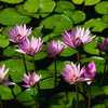 Water_lilies