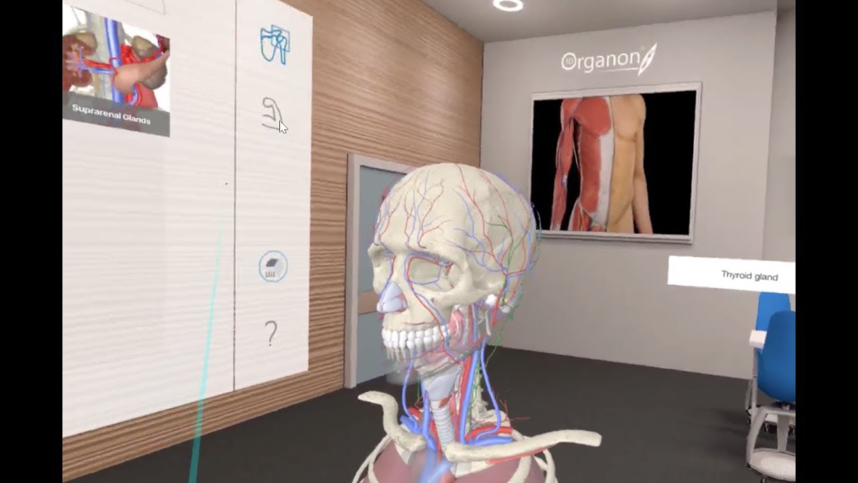 Learning Human Anatomy Via Virtual Reality News Hamilton College