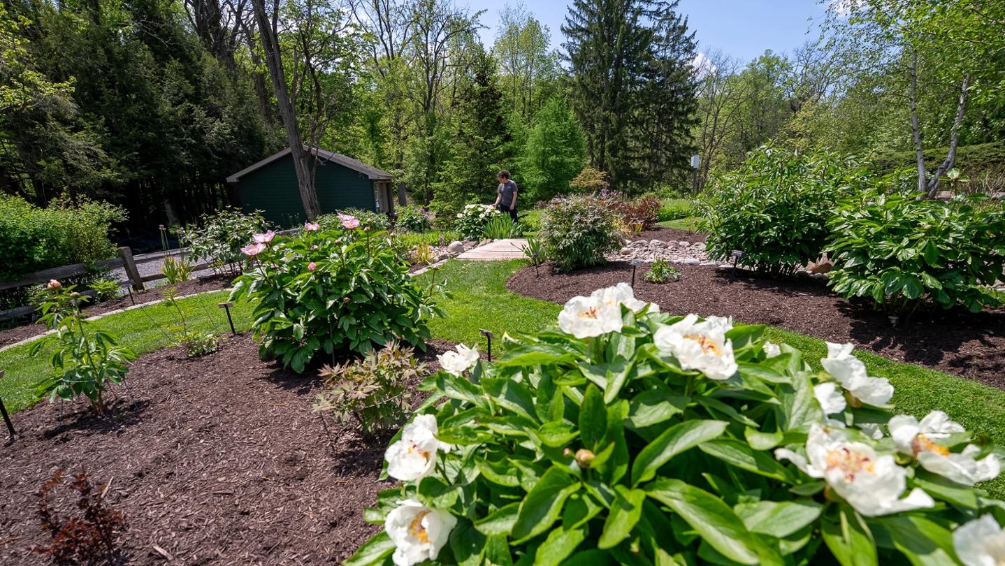 Peony Garden