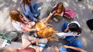 Certified therapy animals and students relax during pet therapy.