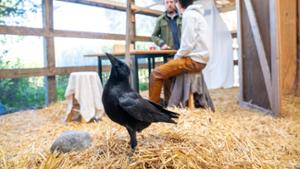 Lenore the American Crow in the Hamilton College Aviary.