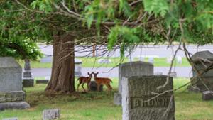 New Forest Cemetery E