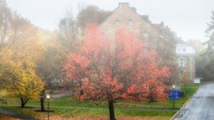 campus beauty, west quad