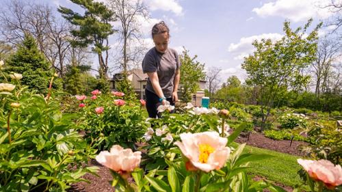Read more about A Passion for Plants: Grace Papetti &rsquo;27