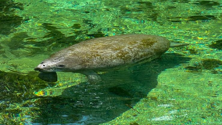 Improving Conservation for Florida's Rivers and Their Inhabitants - Vimarsana News