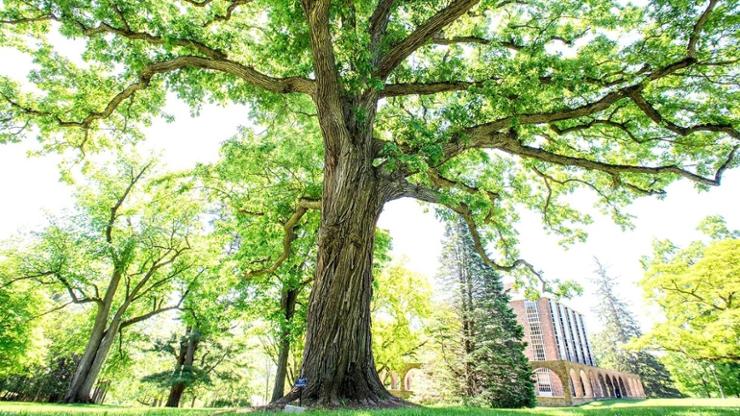 Large tree in summer