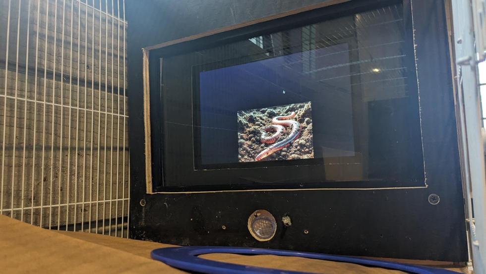 Projects - Crow Digital Display and Feeder - Hamilton College