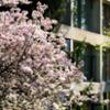 Minor Residence Hall in the spring.