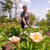 Grace Papetti &rsquo;27 maintains the Saunders Peonies in the Grant Garden