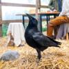 Lenore the American Crow in the Hamilton College Aviary.
