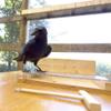 Lenore uses a tool in the aviary.