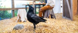 Lenore Crow Research