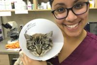 What it Takes to be a Veterinarian: More Than Just Puppies and Kittens