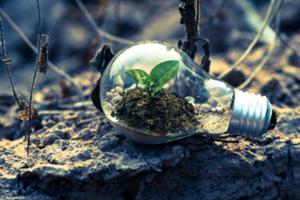 light bulb with plant