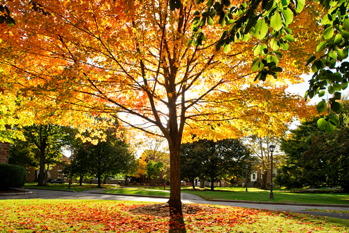 Hamilton Saturdays Fall Banner