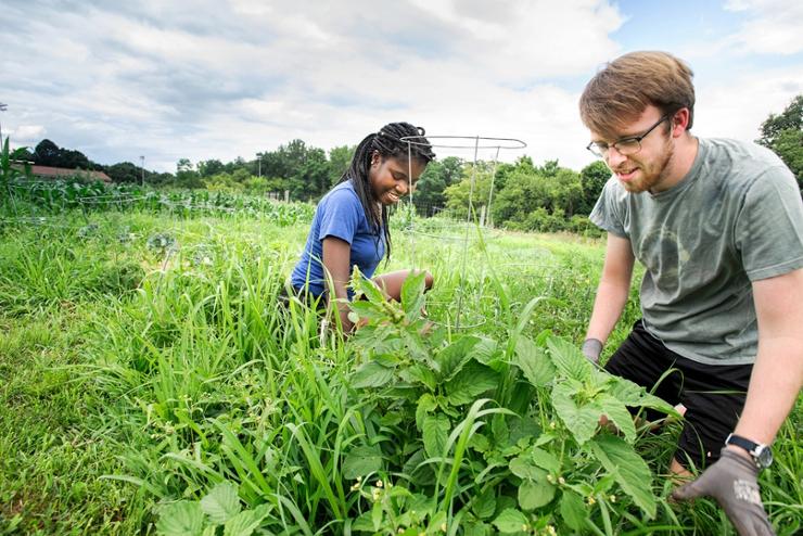 Sustainability - Student Leadership and Engagement - Hamilton College