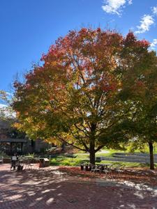 Fall colors in the Dark Side.