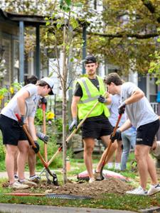planting trees in Utica
