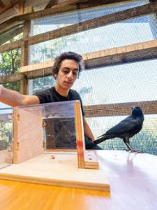 Research students Simon Shin &rsquo;29 and Demetri Passalaris &rsquo;29 work with Lenore in the Crow Aviary.
