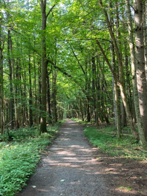 Alley of Trees