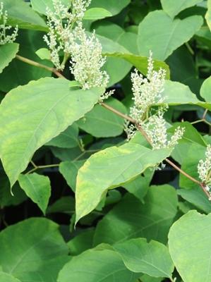 Japanese Knotweed