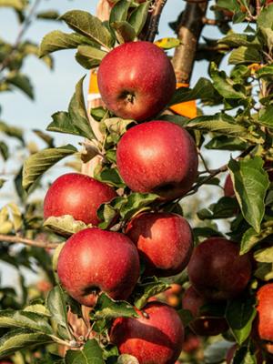 Apples on a tree
