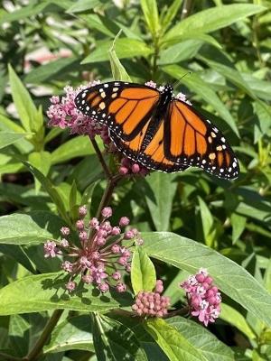 A monarch butterfly on milkweed.