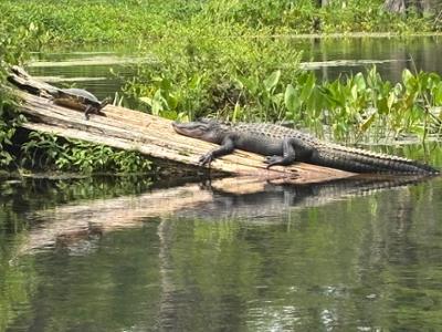 Florida's freshwater wildlife